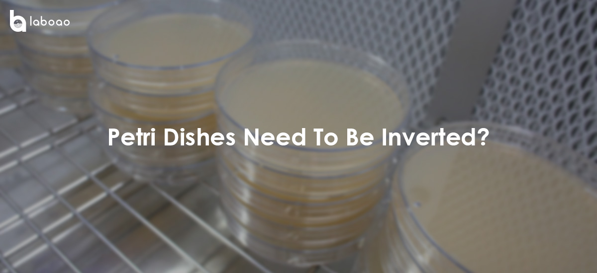 Why Do Petri Dishes Need To Be Inverted?
